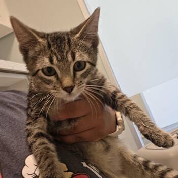 Dogma -  Domestic Short Hair Cat for Adoption in Leander, Texas - Dogma | PetCurious