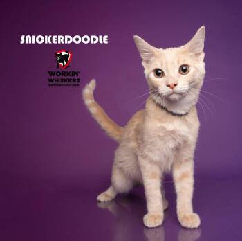 SNICKERDOODLE -  Tabby and Domestic Short Hair Cat for Adoption in Hemet, California - SNICKERDOODLE | PetCurious