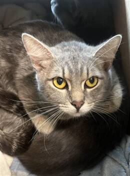 Domestic Short Hair Cats Available for Adoption in Derwood, Maryland - MISO | PetCurious