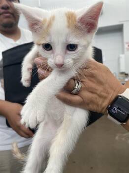 SCUTTLE -  Domestic Short Hair Cat for Adoption in Dallas, Texas - SCUTTLE | PetCurious