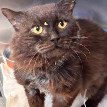 Grizzly -  Domestic Long Hair Cat for Adoption in Philadelphia, Pennsylvania - Grizzly | PetCurious