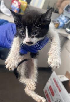 GIGI -  Domestic Short Hair Cat Available for Adoption in Dallas, Texas - GIGI | PetCurious