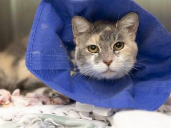 TOOTSIES -  Domestic Short Hair Cat for Adoption in Phoenix, Arizona - TOOTSIES | PetCurious