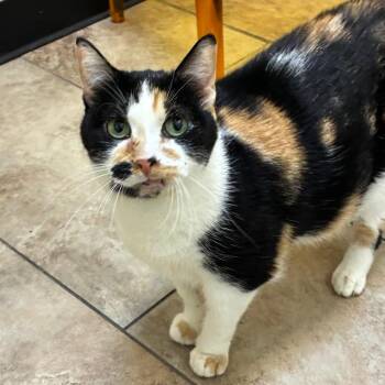Sara -  Domestic Short Hair Cat for Adoption in Tulsa, Oklahoma - Sara | PetCurious