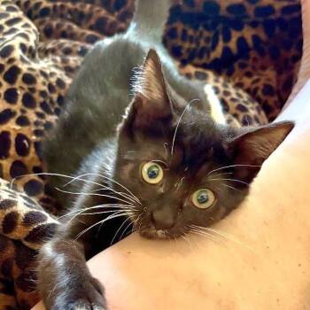 Lucky -  Tuxedo Cat for Adoption in Springfield, Oregon - Lucky | PetCurious