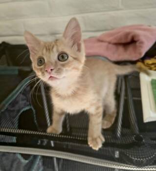 Chip 2 -  Domestic Short Hair Cat for Adoption in Tucson, Arizona - Chip 2 | PetCurious