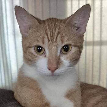 Domestic Short Hair Cats Available for Adoption in Tioga, Pennsylvania - Angel | PetCurious