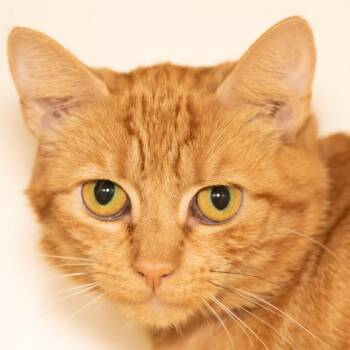 Amber -  Domestic Short Hair Cat for Adoption in Victor, New York - Amber | PetCurious