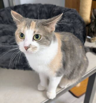 Rescue Domestic Short Hair Cats for Adoption in Greenfield, Indiana - Tephra | PetCurious