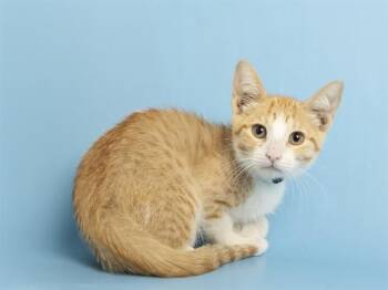 MELINA -  Domestic Short Hair Cat for Adoption in Phoenix, Arizona - MELINA | PetCurious