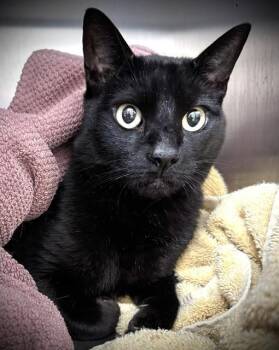 KYLO -  Domestic Short Hair Cat Available for Adoption in Santa Cruz, California - KYLO | PetCurious