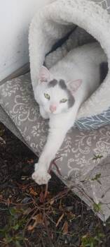 Courtesy Post - Taylor -  Domestic Short Hair Cat for Adoption in Washington Township, New Jersey - Courtesy Post - Taylor | PetCurious