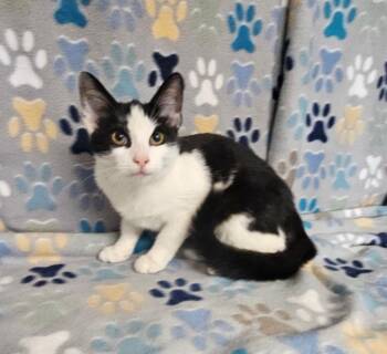 Liz -  Domestic Short Hair Cat for Adoption in Wabash, Indiana - Liz | PetCurious
