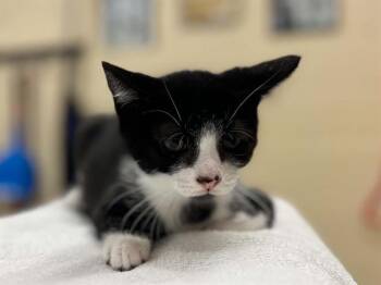 A071672 -  Domestic Short Hair Cat for Adoption in Aliquippa, Pennsylvania - A071672 | PetCurious