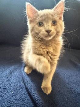 Domestic Long Hair Cats Available for Adoption in St. Cloud, Florida - Milo | PetCurious