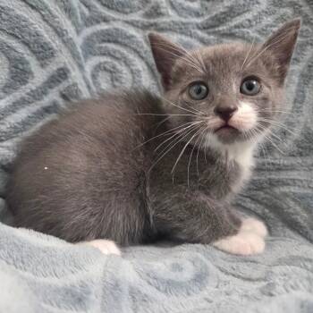 Elena -  Domestic Short Hair Cat Available for Adoption in Brea, California - Elena | PetCurious