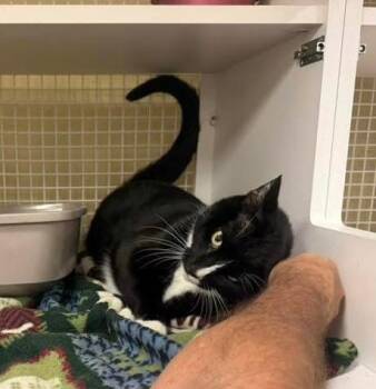 Bronx -  Domestic Short Hair Cat for Adoption in Ogden, Utah - Bronx | PetCurious