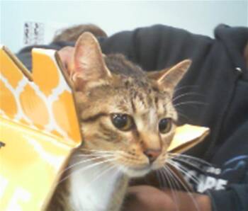 LOKI -  Domestic Short Hair Cat for Adoption in Charlotte, North Carolina - LOKI | PetCurious