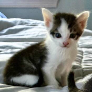 Gabriel -  Domestic Short Hair Cat for Adoption in Ashland, Virginia - Gabriel | PetCurious