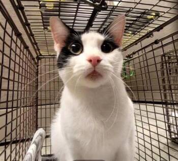 HEMI -  Domestic Short Hair Cat for Adoption in San Antonio, Texas - HEMI | PetCurious