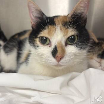 Domestic Short Hair Cats Available for Adoption in Washington, District Of Columbia - Jacqueline | PetCurious