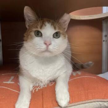 August -  American Shorthair Cat for Adoption in South Elgin, Illinois - August | PetCurious