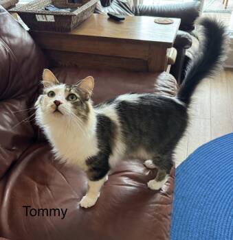 Tommy (Tomorrow) -  Domestic Medium Hair Cat for Adoption in Herndon, Virginia - Tommy (Tomorrow) | PetCurious