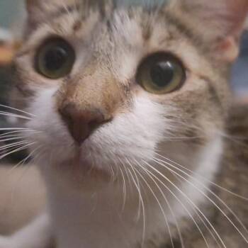 Lucy -  Domestic Short Hair Cat for Adoption in Savannah, Georgia - Lucy | PetCurious
