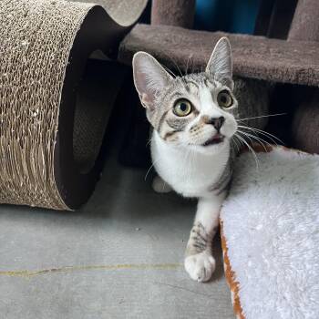 Snow (aka Tweety) -  Tabby Cat for Adoption in Palm Desert, California - Snow (aka Tweety) | PetCurious