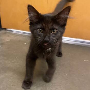 Rescue Domestic Long Hair Cats for Adoption in Hemet, California - Rita | PetCurious