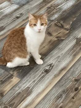 Domestic Short Hair Cats Available for Adoption - Melda | PetCurious