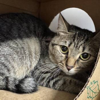 Apple -  Domestic Short Hair Cat for Adoption in Brentwood, Missouri - Apple | PetCurious