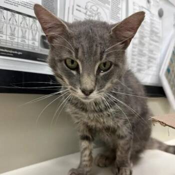 Fitz -  Domestic Short Hair Cat for Adoption in Lynchburg, Virginia - Fitz | PetCurious
