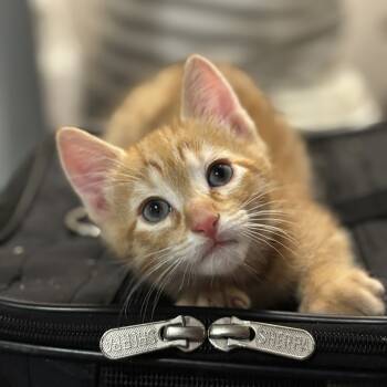 Rescue Domestic Short Hair Cats for Adoption in New York, New York - Leo | PetCurious