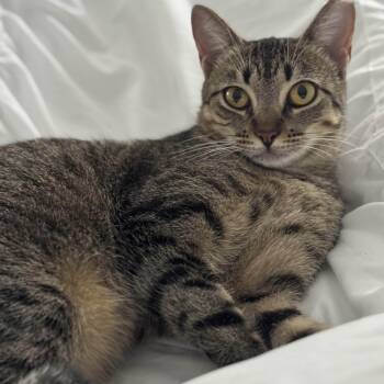 Domestic Short Hair and Tabby Cats Available for Adoption in Pearland, Texas - Earl Gray | PetCurious