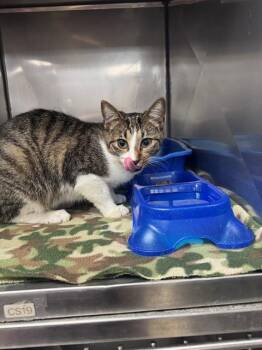 Domestic Short Hair Cats Available for Adoption in Killeen, Texas - MAUI | PetCurious