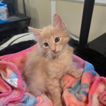 Spot -  Domestic Medium Hair Cat for Adoption in Long Beach, California - Spot | PetCurious