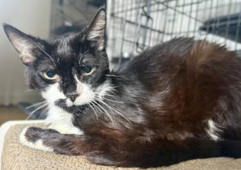 Kendrick Clawmar -  Tuxedo and Domestic Short Hair Cat for Adoption in Chandler, Arizona - Kendrick Clawmar | PetCurious