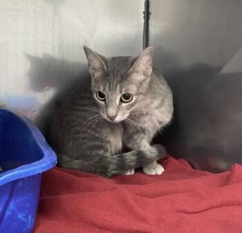 CELLO -  Domestic Short Hair Cat for Adoption in Killeen, Texas - CELLO | PetCurious