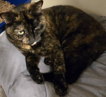 Jemma -  Domestic Short Hair Cat for Adoption in Windsor, Connecticut - Jemma | PetCurious