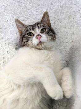 Domestic Short Hair and Tabby Cats Available for Adoption - Dolly | PetCurious