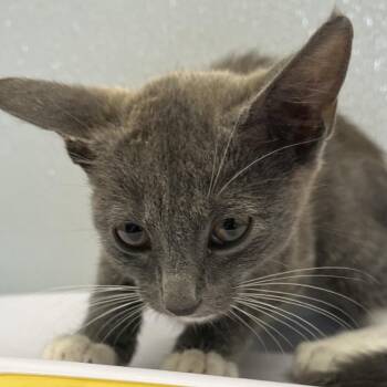 Major -  Domestic Short Hair Cat for Adoption in Tampa, Florida - Major | PetCurious