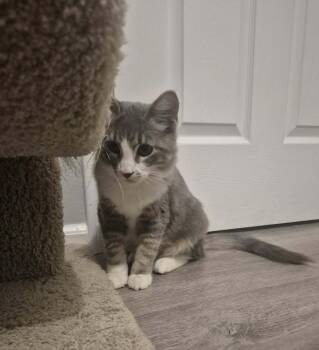 Bubbles -  Domestic Medium Hair Cat for Adoption in Sedalia, Colorado - Bubbles | PetCurious
