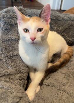 Madison -  Calico and Dilute Calico Cat for Adoption in Pompano Beach, Florida - Madison | PetCurious