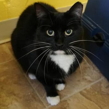 Sammy -  Domestic Short Hair Cat for Adoption in Colorado Springs, Colorado - Sammy | PetCurious