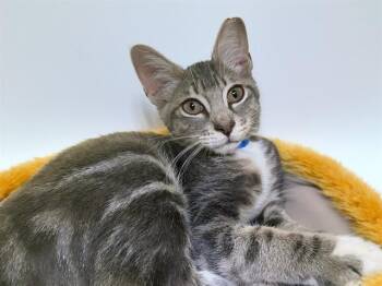 GRAY -  Domestic Short Hair Cat for Adoption in Fort Lauderdale, Florida - GRAY | PetCurious