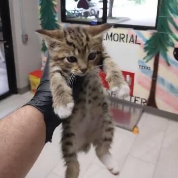 American Shorthair Cats Available for Adoption in Lufkin, Texas - Tommy | PetCurious