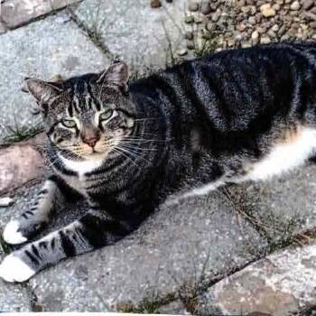 Jasper -  Domestic Short Hair Cat for Adoption in Madisonville, Kentucky - Jasper | PetCurious