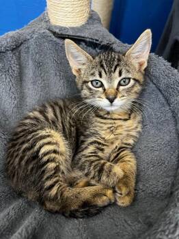 Eggplant -  Domestic Short Hair Cat for Adoption in Logan, Utah - Eggplant | PetCurious