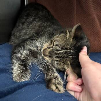 Lady Stephanie -  Domestic Short Hair Cat for Adoption in Pittsburgh, Pennsylvania - Lady Stephanie | PetCurious